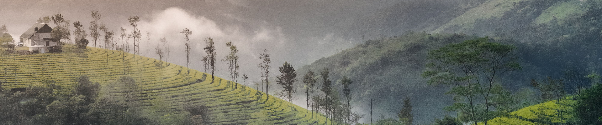 munnar-honymoon